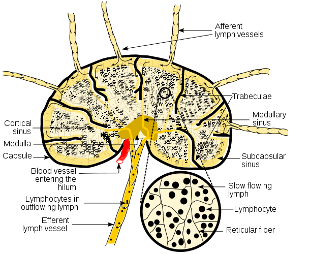Lymph Node Infections – Next Generation Combat Medic