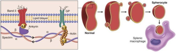 Screen Shot 2017-08-20 at 7.40.12 PM