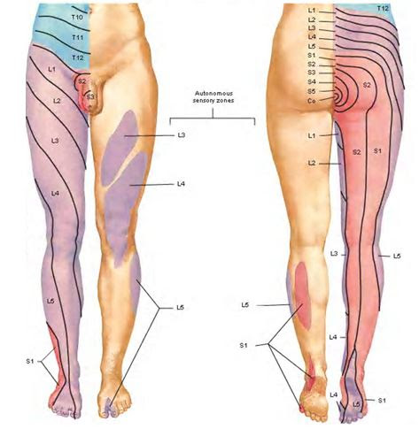 lower body dermatomes