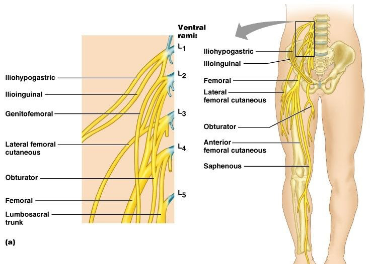 lower extremity nerves