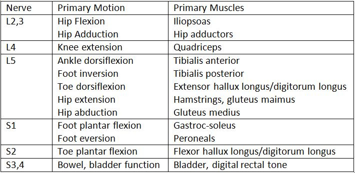 nerve layout