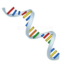 rna-strand